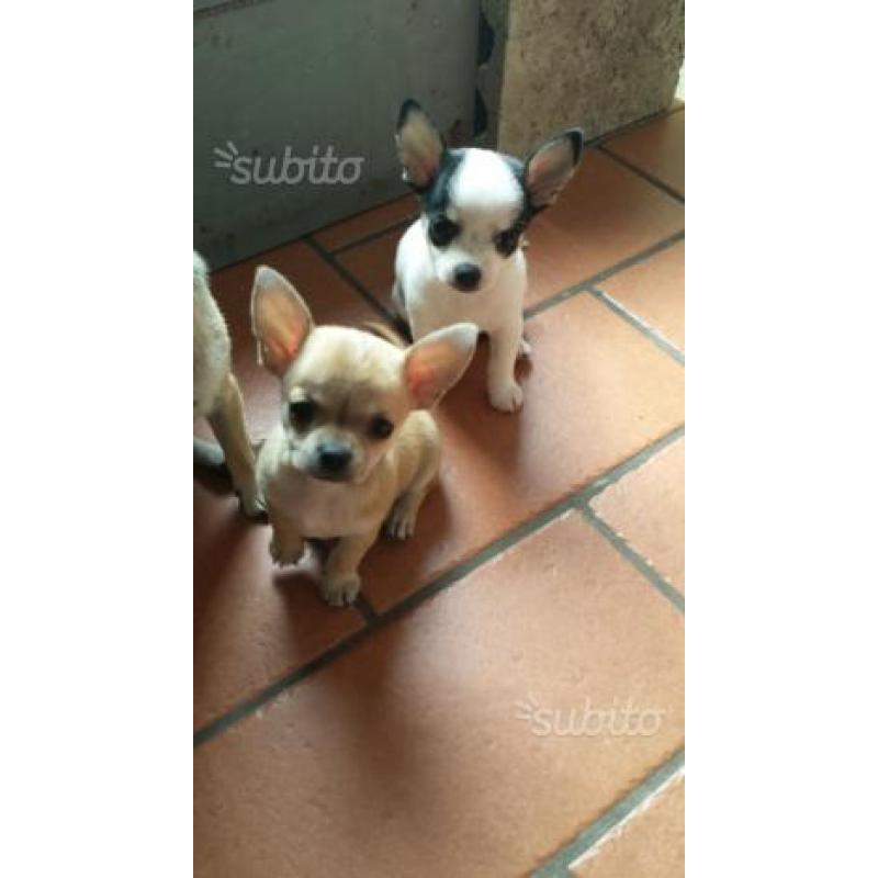 Chihuahua maschio Toy 2 mesi